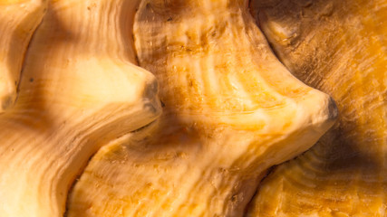 The close-up photo of a textured conch shell from the Turks and Caicos Islands.
