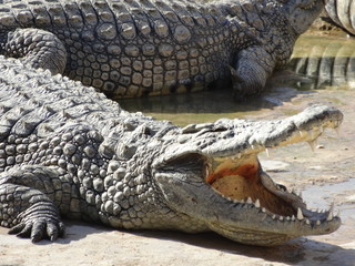  alligators of park djerba explore tunisia