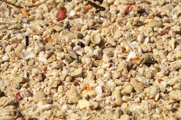 Close-up photo of a lot of small shells scattered over the sand of a tropical beach.