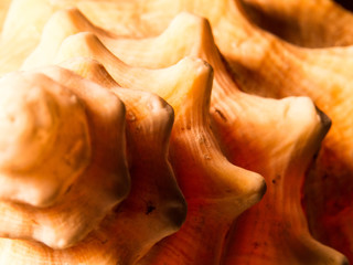 Close-up photo of a big conch shell from the Turks and Caicos Islands with a nice depth of field effect.