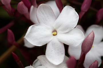 Obraz premium Flores de jazmín