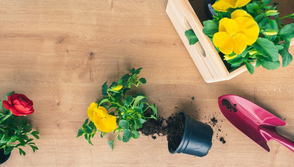 Top view of a composition with colorful yellow and red flower seedlings, a gardening shovel and a box of plants on wooden background. Spring gardening concept © IKA