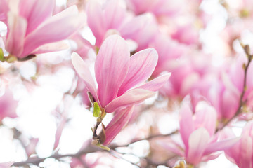 Spring concept. Blossoming magnolia flower