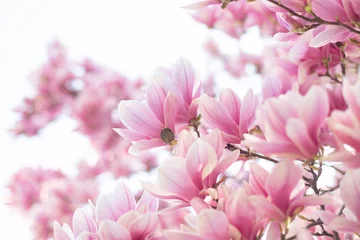 Zelfklevend Fotobehang Bloeiende tak van magnoliaboom in het voorjaar. Detailopname © Olha Sydorenko