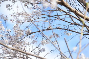 桜