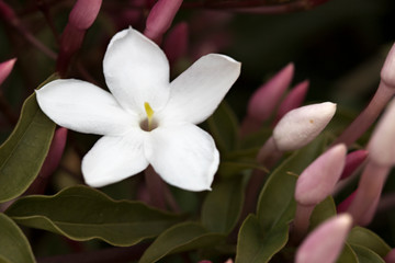 Flores de jazmín