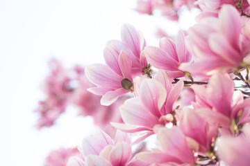 Spring floral background with magnolia flowers. Selective focus