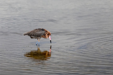 Reddish Egret on the Hunt - A reddish egret peers into the water looking for fish at Ding Darling National Wildlife Refuge on Sanibel Island, Florida.
