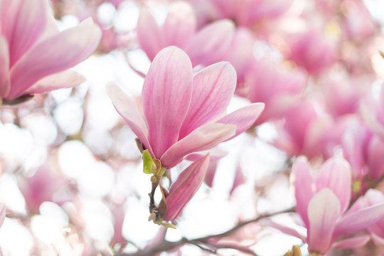Close up of magnolia flower. Soft focus © Olha Sydorenko
