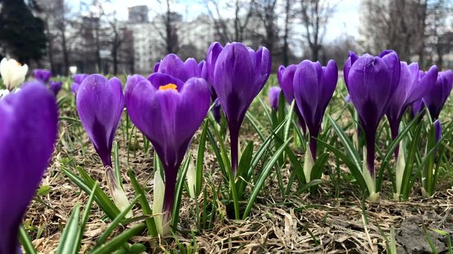 Blue tender delicate pastel spring crocus flowers close up, panoramic view