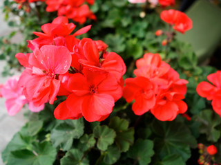 Obraz premium red flower Sardinia