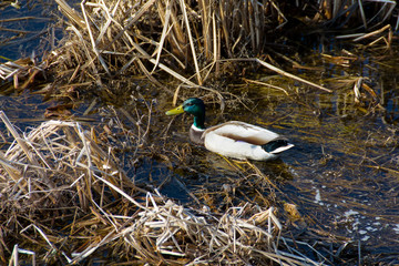 wild duck swimming among the reeds