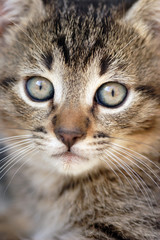 Close-up of domestic house cat
