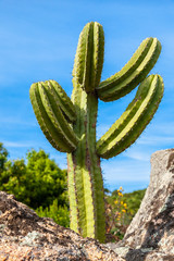 Cardon Cactus or Trichocereus pasacana across blue sky. Italy