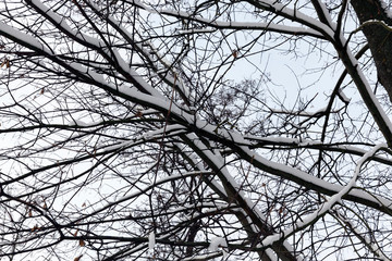 Obraz premium Branches of a tree in the snow