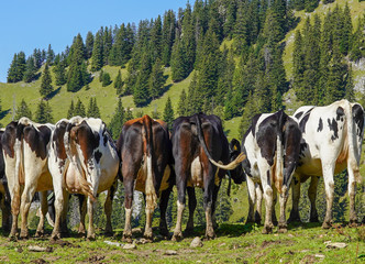 Fototapeta na wymiar Cows Kühe