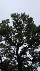 Natureza Árvores