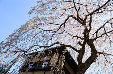 京都 三年坂のしだれ桜