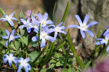 Blue flowers of Lucile's glory-of-the-snow or Chionodoxa luciliae in garden