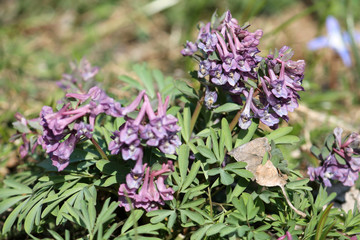 Fototapeta premium Purple flowers of fumewort or Corydalis solida in garden