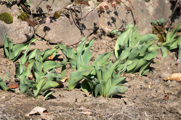Green leaves of tulips on flowerbed in early spring. General view of group of young plants