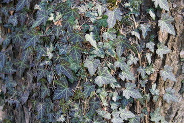 Green foliage of English ivy or Hedera helix