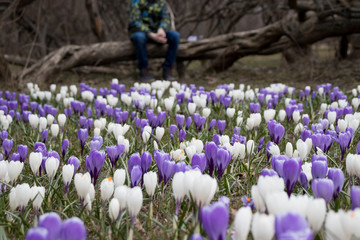 A blurred sad boy sitting on a fallen tree in dark park, many crocus flowers in front of him - he...