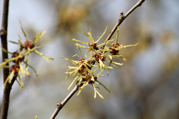 Branch of Hamamelis japonica or Japanese witch-hazel with yellow flowers