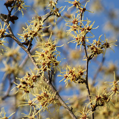 Branch of Hamamelis japonica or Japanese witch-hazel with yellow flowers against spring blue sky
