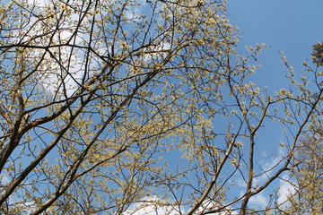 Branches of Hamamelis japonica or Japanese witch-hazel with yellow flowers against spring blue sky