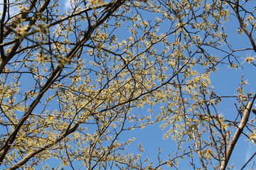 Branches of Hamamelis japonica or Japanese witch-hazel with yellow flowers against spring blue sky