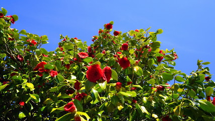 Showy and beautiful red camellia - Camellia japonica tree in bloom, known as common camellia or Japanese camellia.