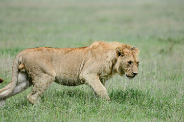 Lion in Ngorongoro