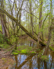 Flooded forest wetlands after days of heavy spring rains