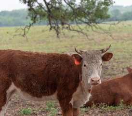 Brown Cow