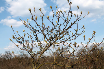 Branches of Magnolia loebneri with buds against blue sky in early spring