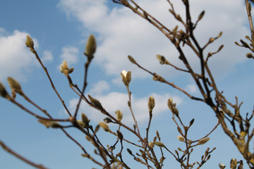 Branches of Magnolia loebneri with buds against blue sky in early spring