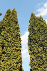 High green thujas (Arborvitaes) against spring blue sky with white clouds. Use of arborvitaes in garden design