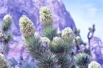 Joshua Tree Spring blooms