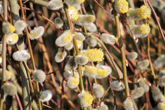 Male flowers or catkins on branches of Goat willow or Salix caprea. Cultivar Pendula