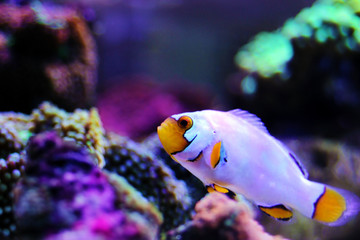 Captive-Bred Extreme Snow Onyx Clownfish  - (Amphriprion ocellaris x Amphriprion percula)