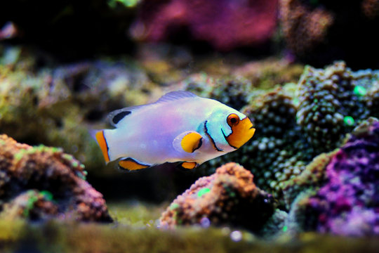 Captive-Bred Extreme Snow Onyx Clownfish  - (Amphriprion ocellaris x Amphriprion percula)