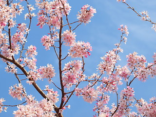 シダレザクラの花