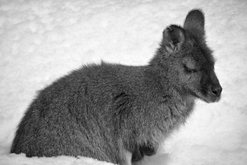 In winter a wallaby is any animal belonging to the family Macropodidae that is smaller than a...