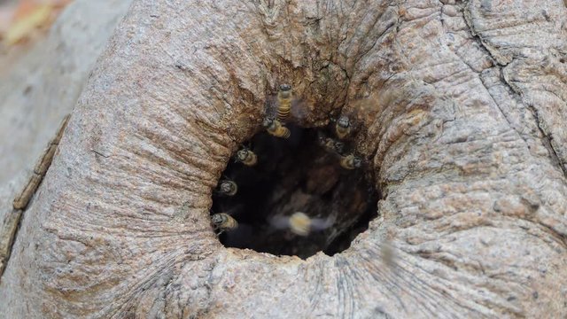 Bee flying into hive on tree hole in tropical rain forest.