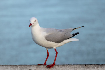 Fototapeta premium seagull on post