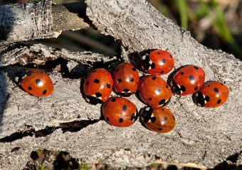 Nine ladybirds (Coccinella septempunctata)