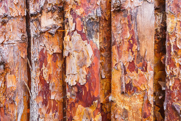 Texture of old coniferous tree with bark. Orange and gray color.