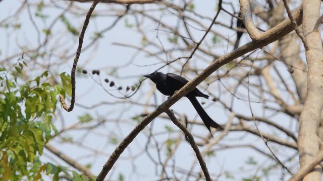 Black Drongo bird (Dicrurus macrocercus) on branch in nature.