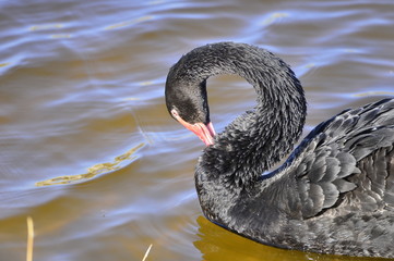 Fototapeta premium The black swan in the park